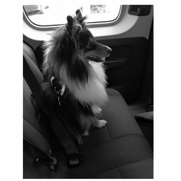 M-PETS Secura Safety Car Harness