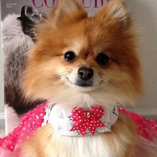 Ma Cherie Rose Designer Dog Dress