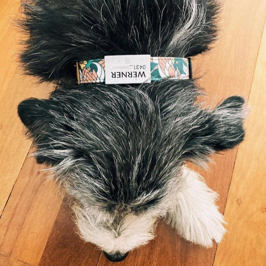 NOOM Limited Edition Dog Collar Artist Series