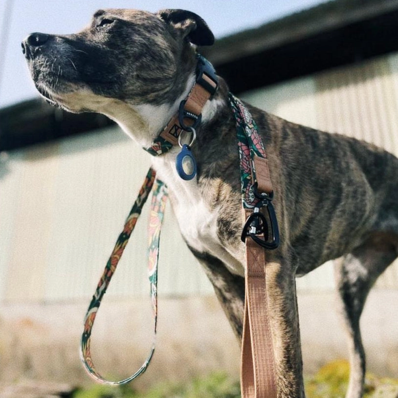 NOOM Limited Edition Dog Leash Artist Series