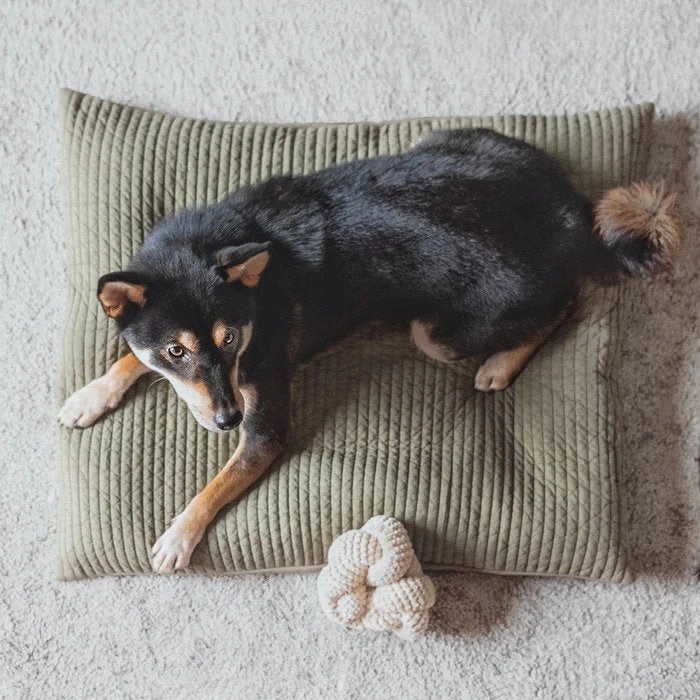 Nou Spueaker Dog Toy