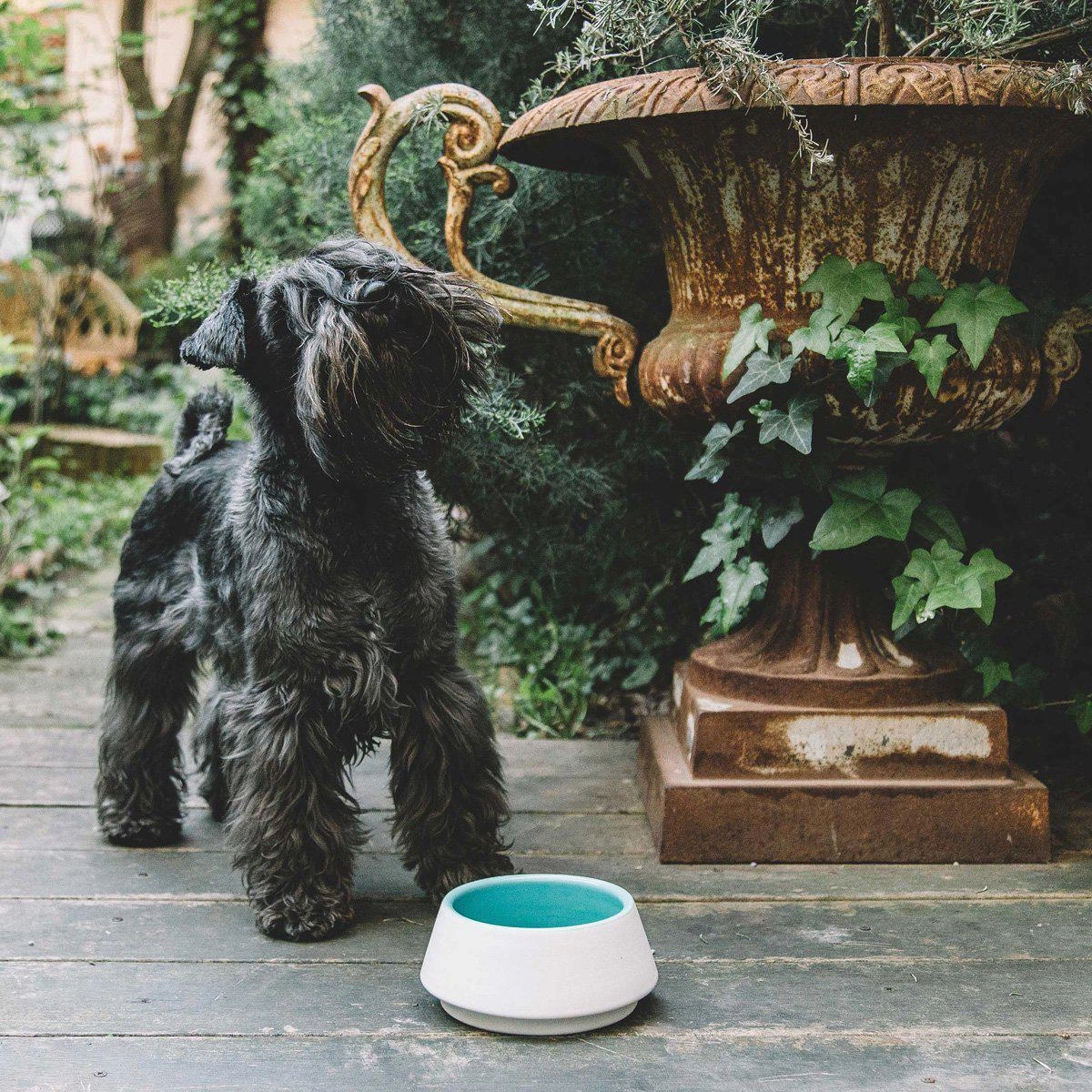 Pale Blue And Mommo Dog Water Bowl