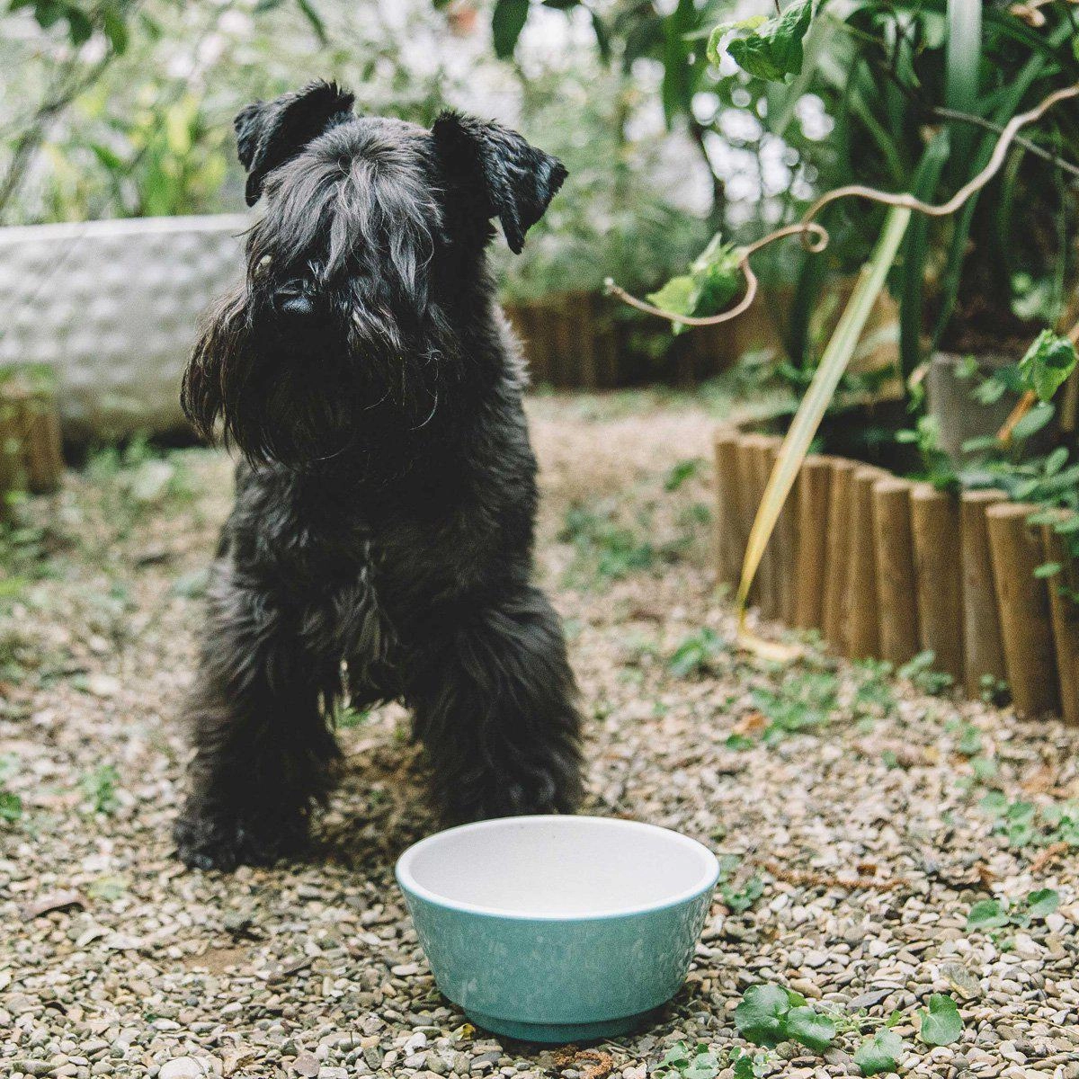 Pale Blue And Pappa Dog Food Bowl