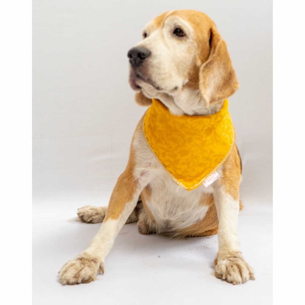 Pawgypets Occasion Wear Bandana for Dogs and Cats (Yellow)
