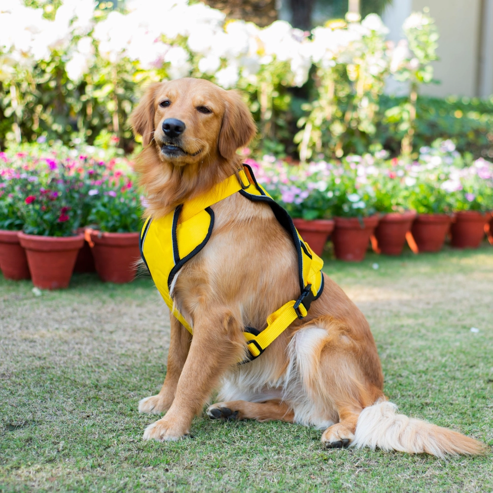 Pawpourri Adjustable Reflective Padded Harness for Dogs (Yellow)