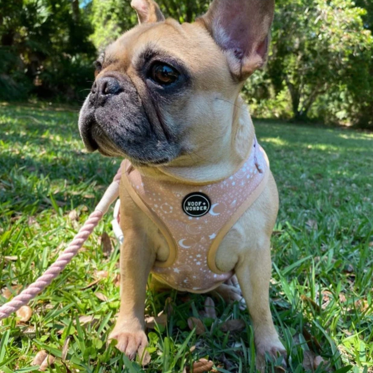 Pawstruck Adjustable Dog Harness