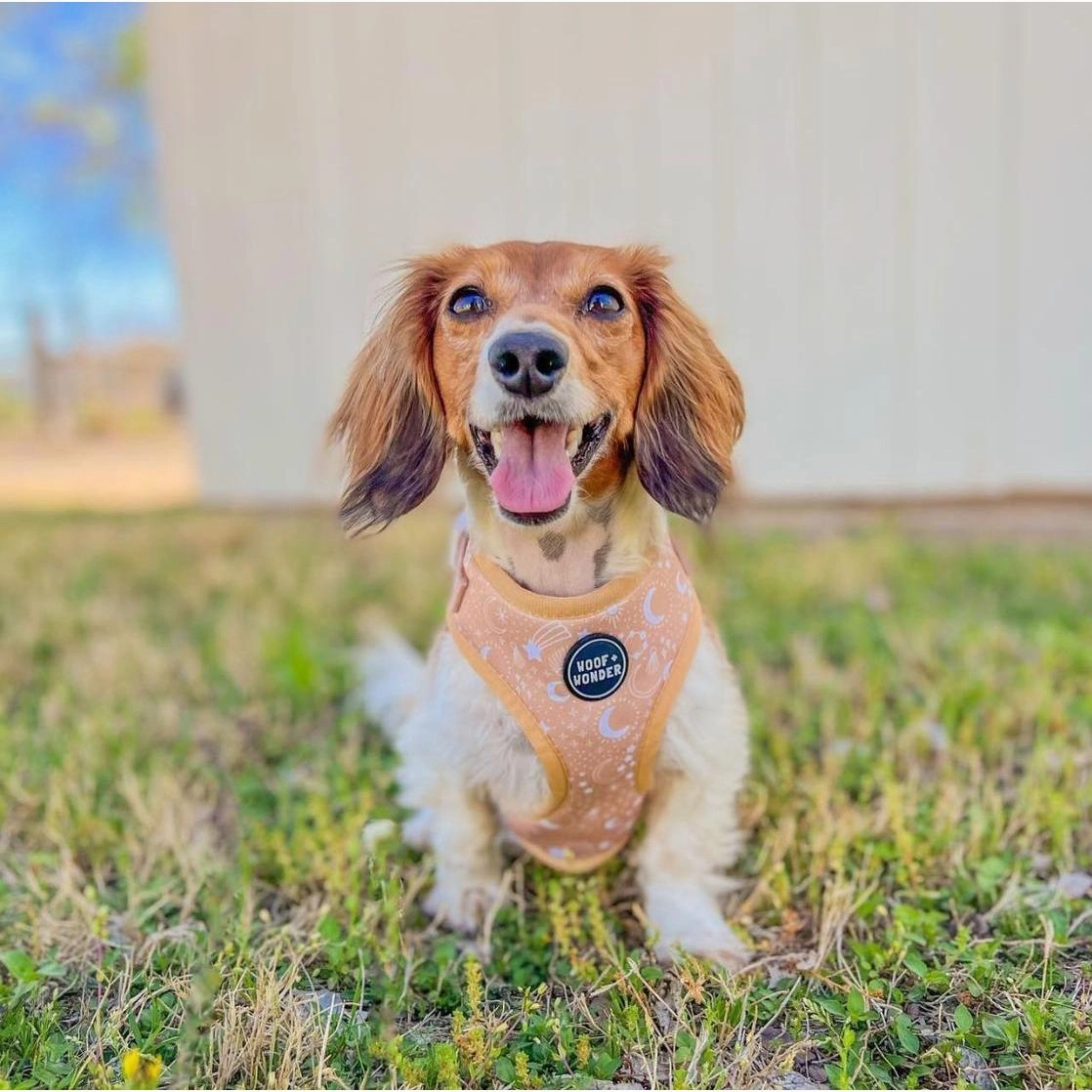 Pawstruck Adjustable Dog Harness