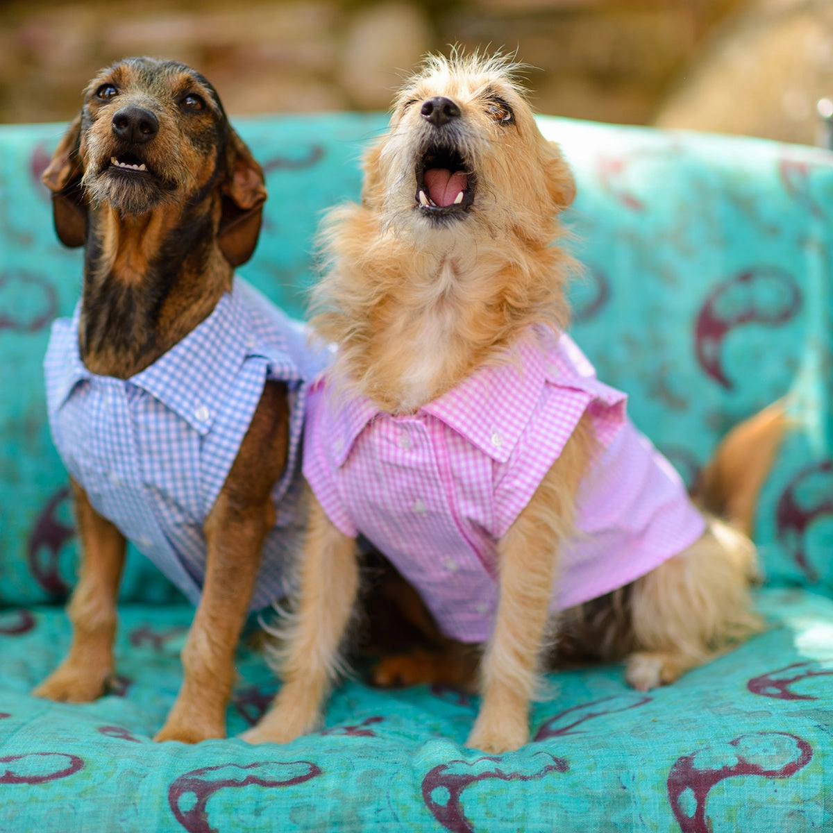 Personalized Checked Button Down Dog Shirt