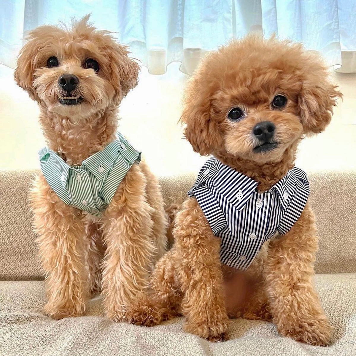 Personalized Striped Button Down Dog Shirt