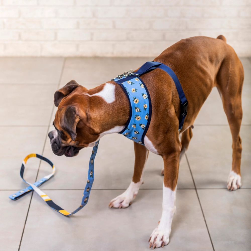 Pet And Parents Blue Flowers and Stripes Reversible Harness for Dogs