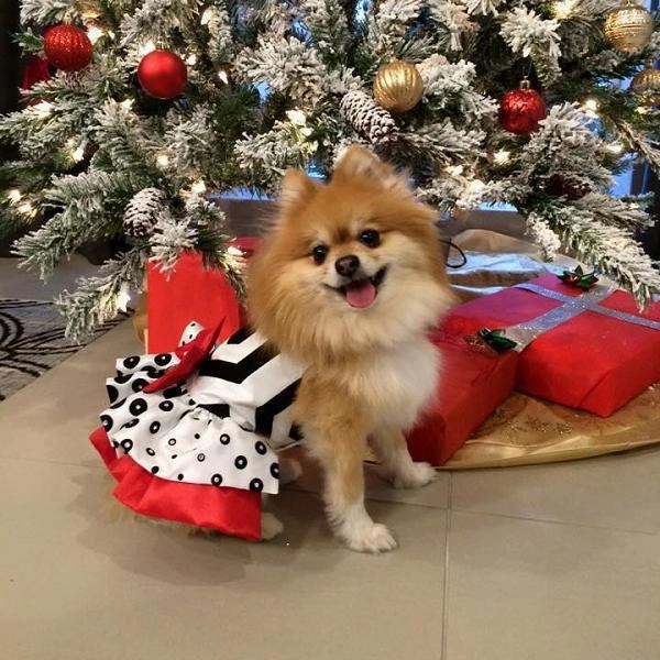Polka Dot Elegance Dog Dress