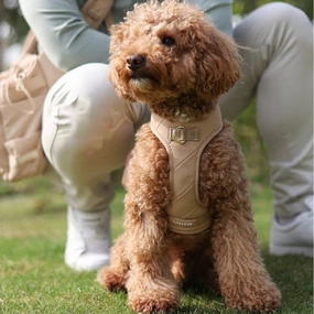Pups & Bubs - Roam Harness