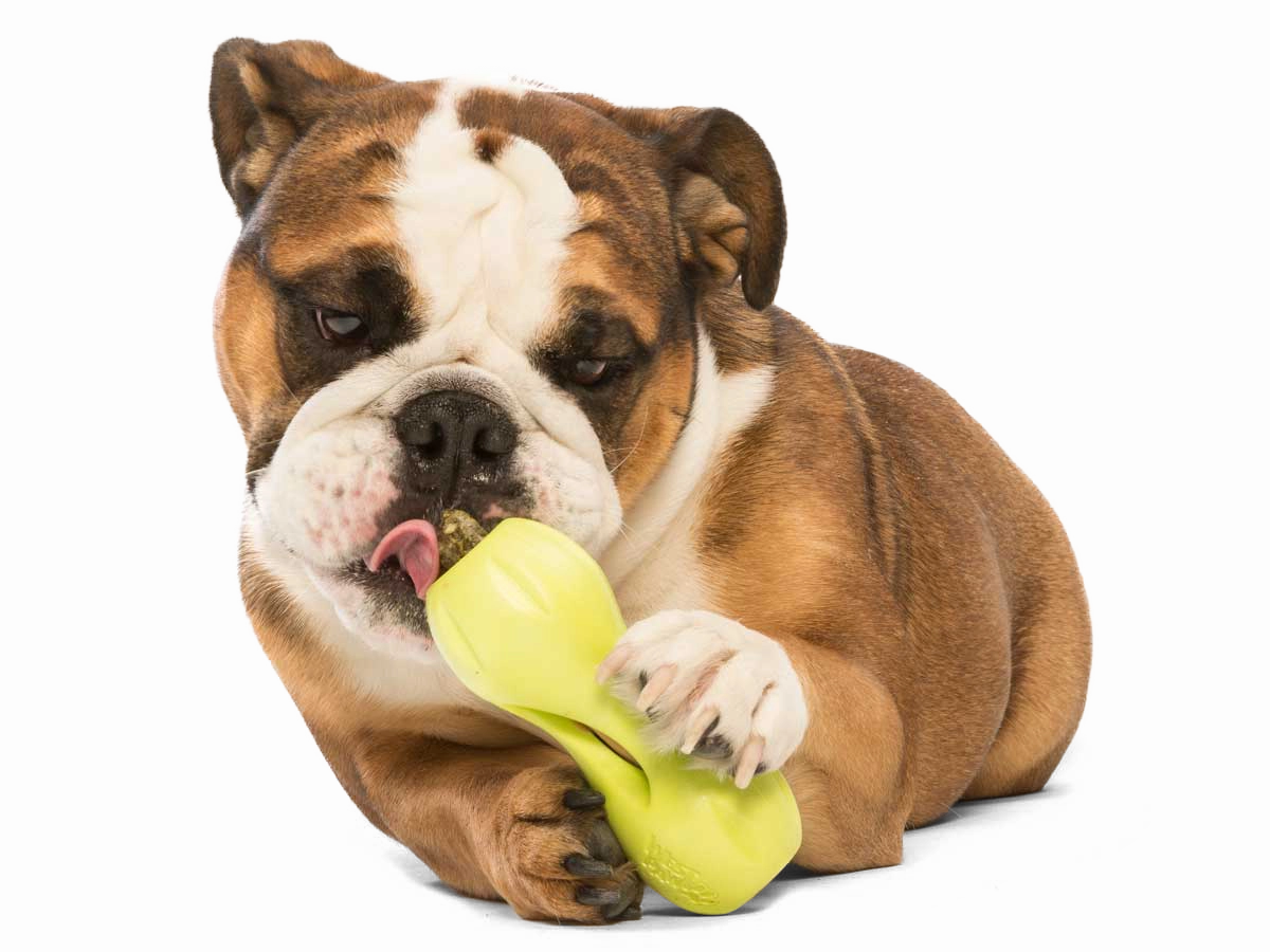 Qwizl Dog Treat Toy
