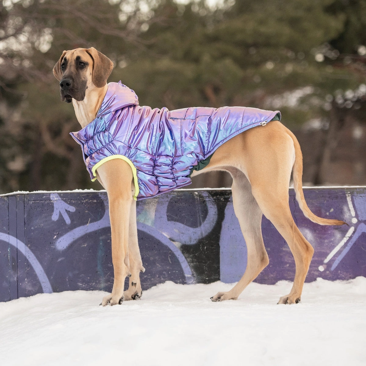 Recycled Parka Dog Jacket Iridescent