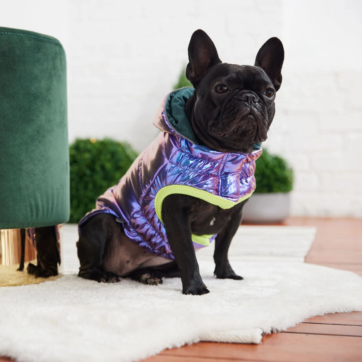 Recycled Parka Dog Jacket Iridescent