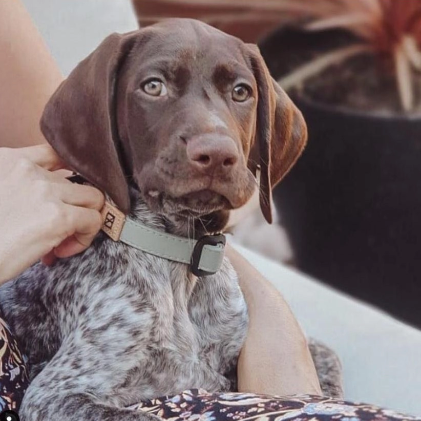 Recycled Ripstop Dog Collar Sage