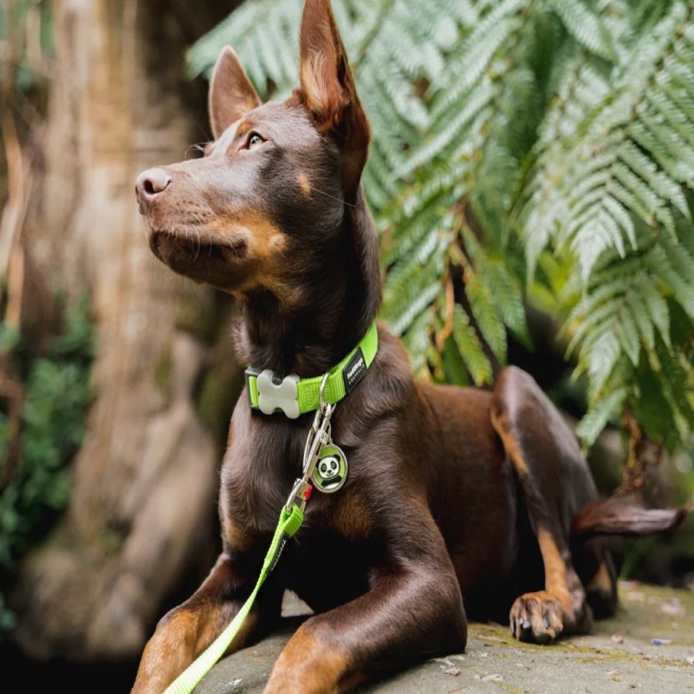 Red Dingo Classic Collar for Dogs (Lime Green)