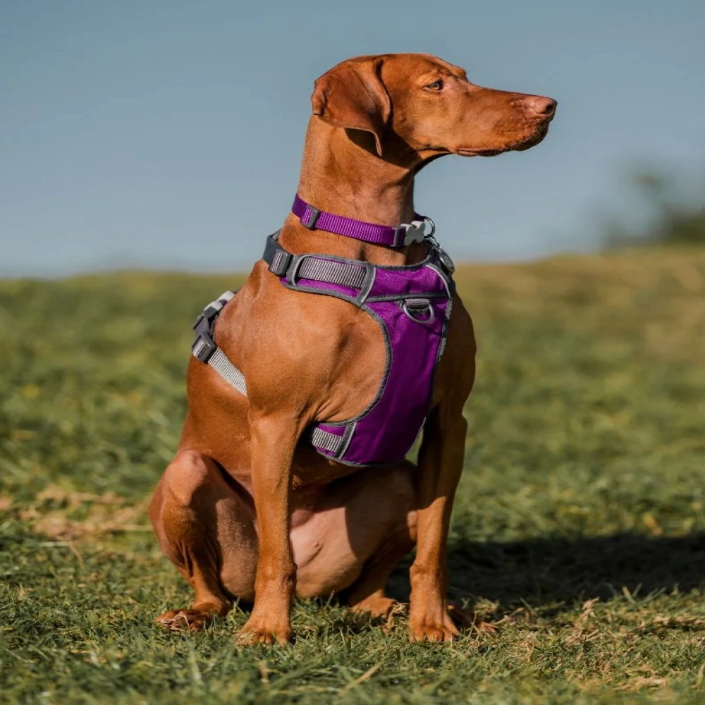 Red Dingo Classic Collar for Dogs (Purple)