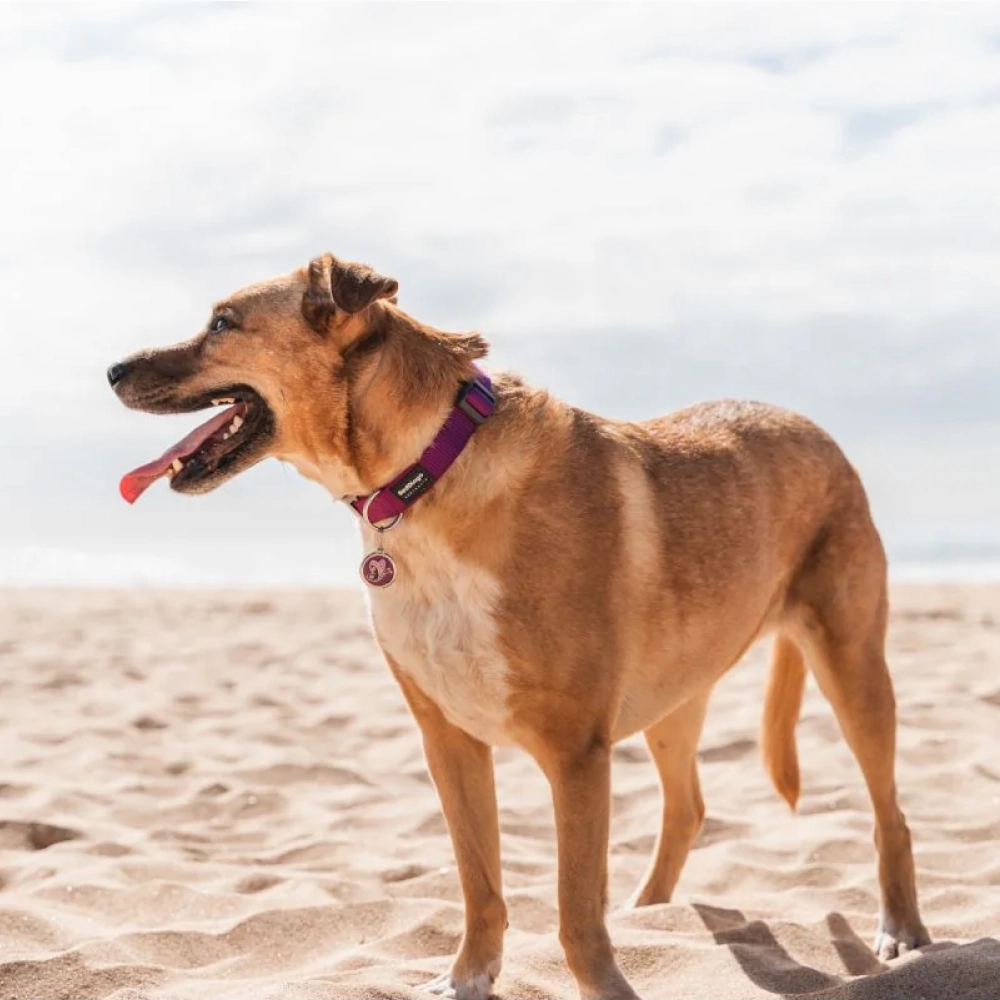 Red Dingo Classic Collar for Dogs (Purple)