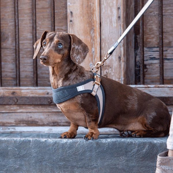 Rogz Urban Fast Fit Adjustable Dog Harness