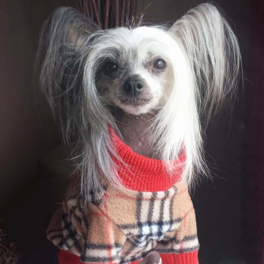 Rougeberry Long Sleeve Mock Dog Sweatshirt