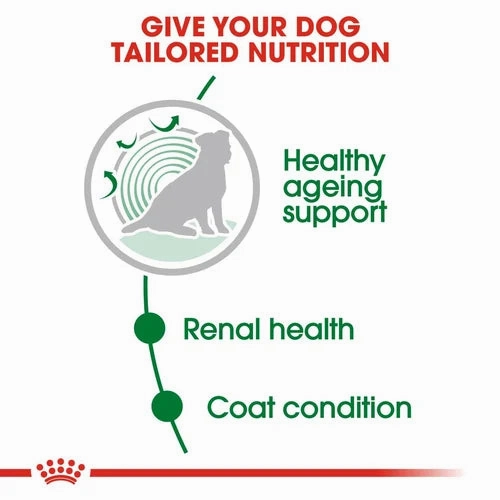 Royal Canin - Ageing 12  Mini Dog Gravy Wet Food 85g