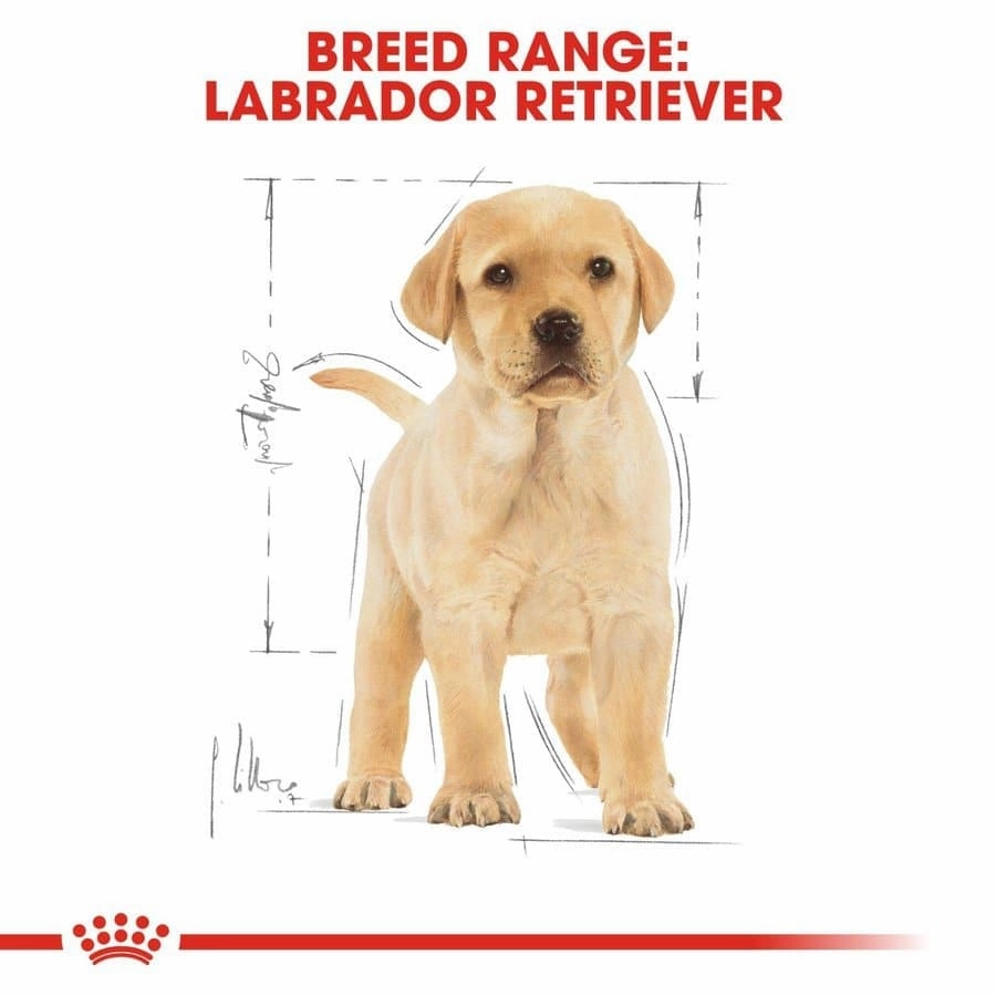 Royal Canin Labrador Retriever Puppy Dog Dry Food