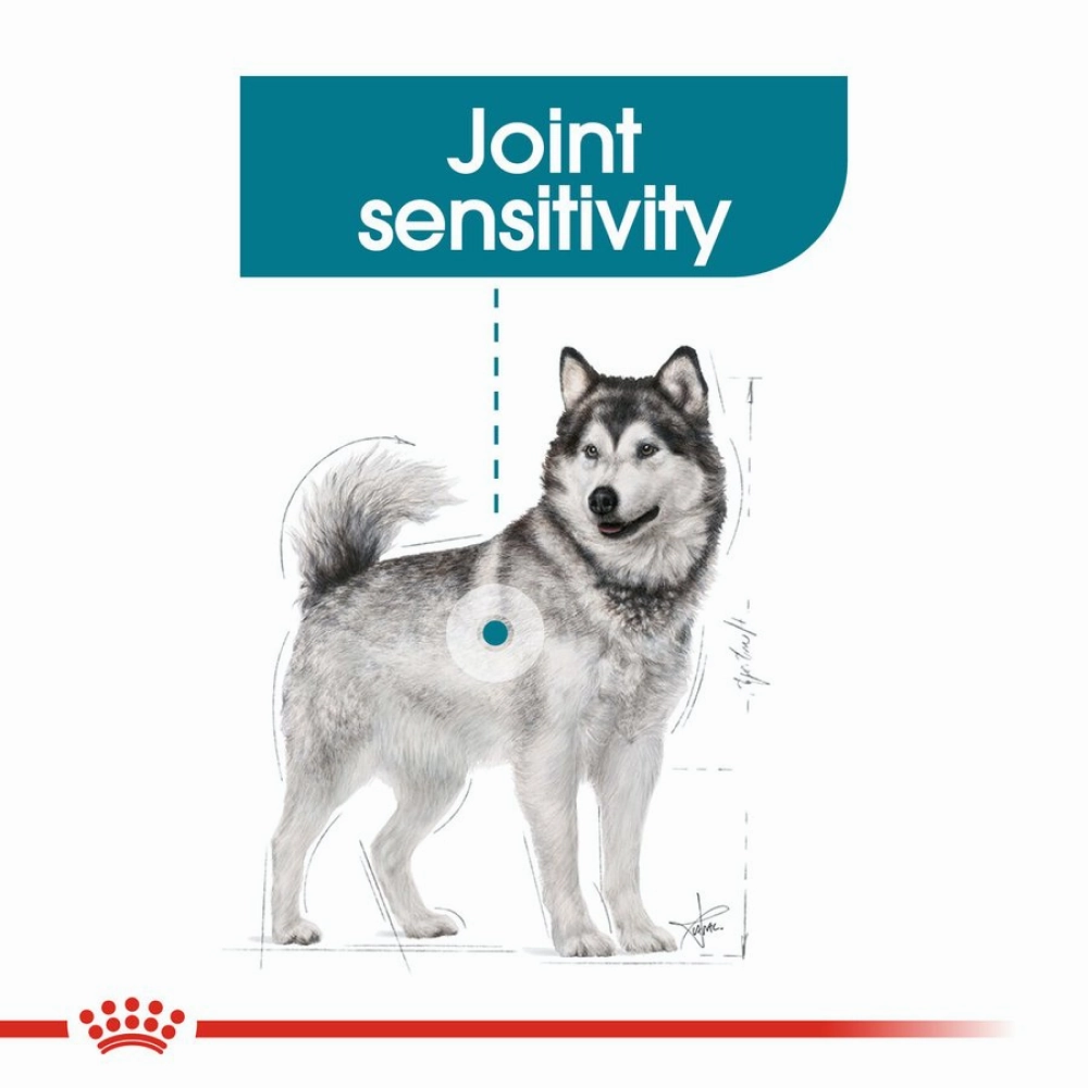 Royal Canin Maxi Jointcare Dog Dry Food