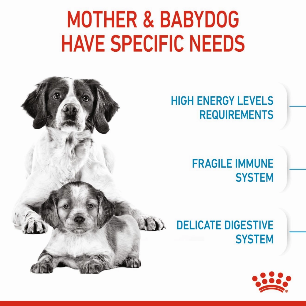 Royal Canin Medium Starter Dry Food for Medium Breed Dog and Puppies and Medium Puppy Dog Wet Food Combo