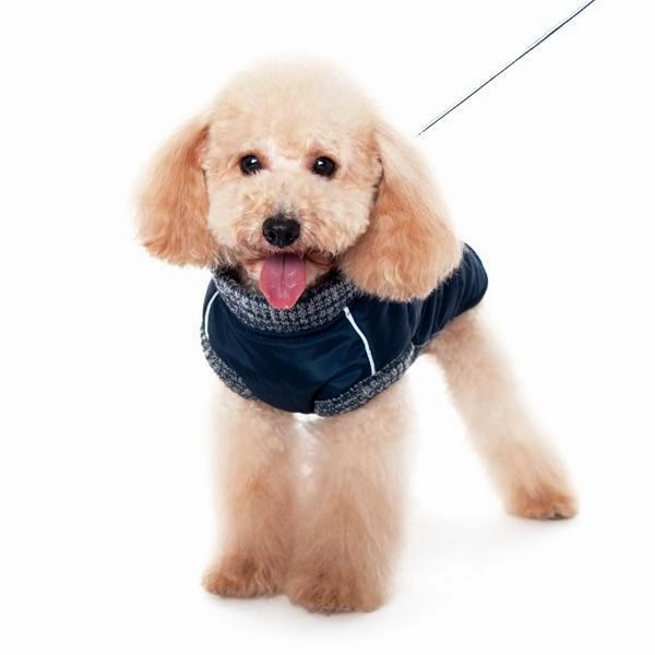 Runner Dog Coat Navy 4XL