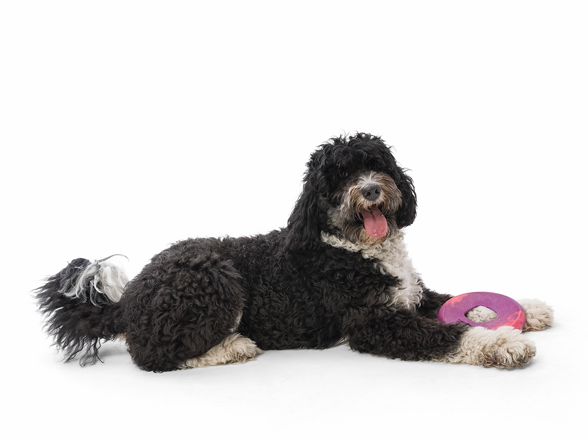 Saliz Seaflex Flying Disc Dog Toy