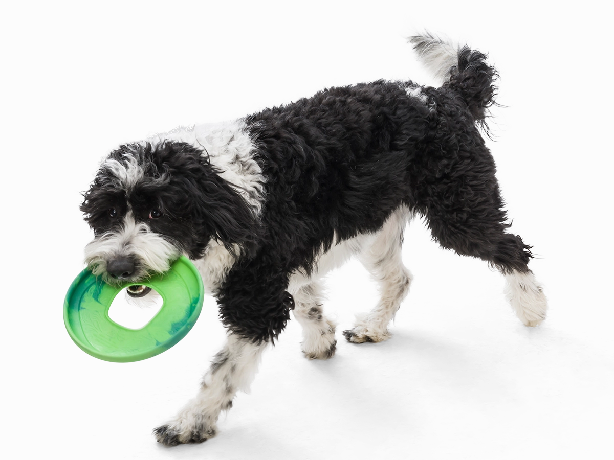 Saliz Seaflex Flying Disc Dog Toy