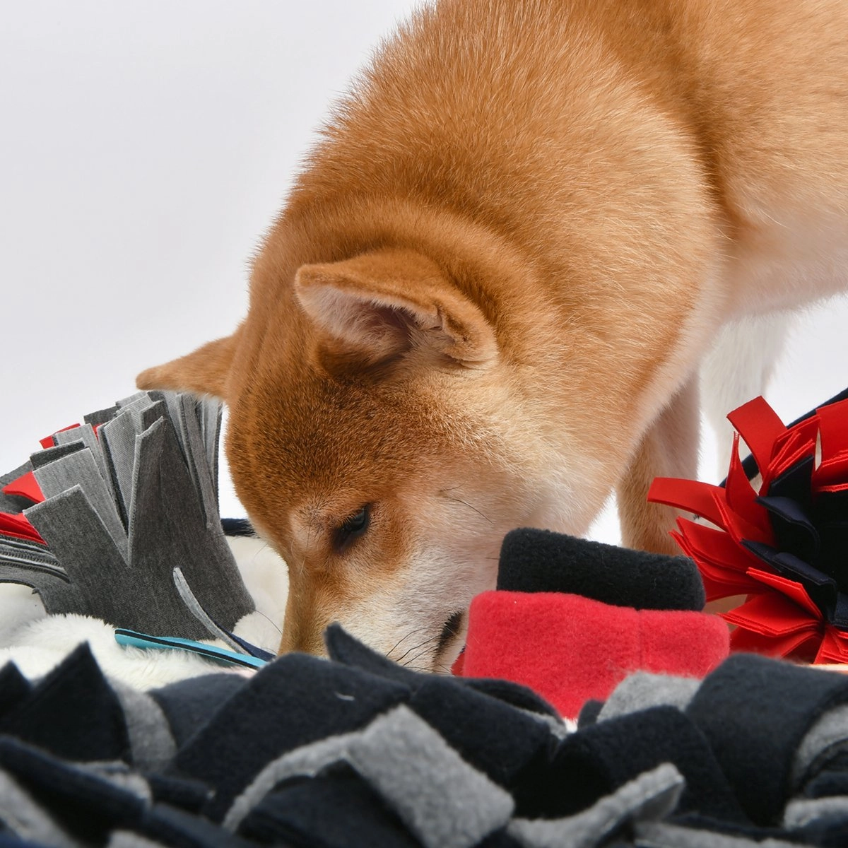 Snorkeling Mat Dog Toy