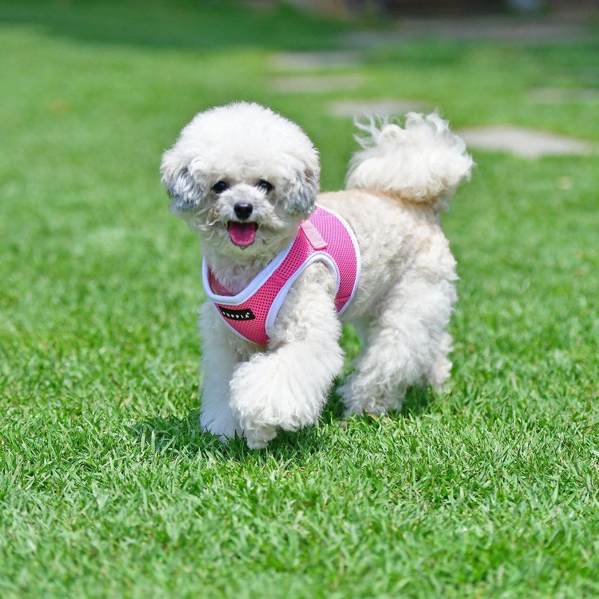 Soft Vest Dog Harness II