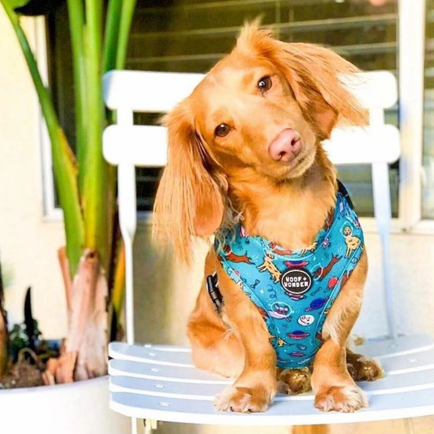 Space Dogs Adjustable Dog Harness