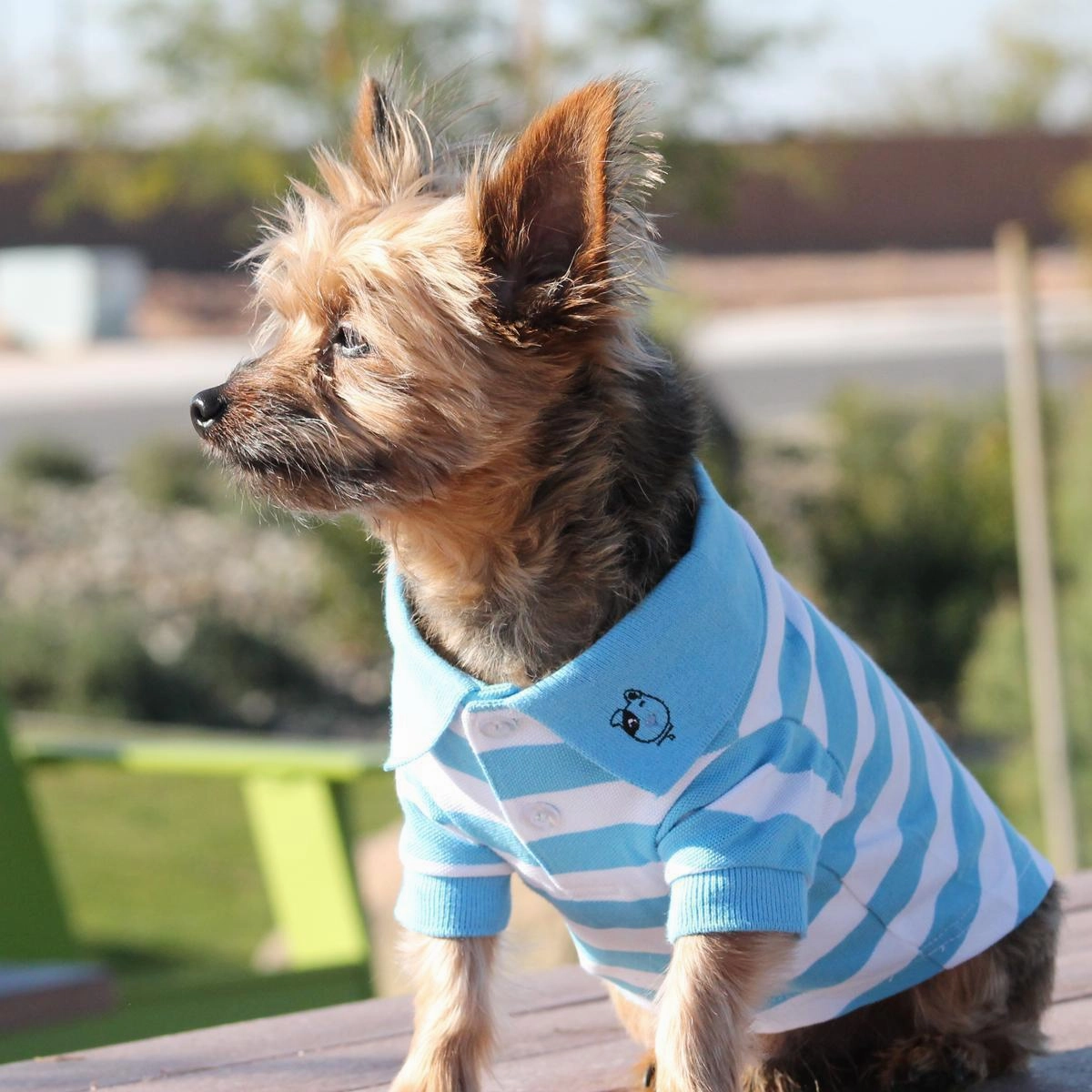 Striped Dog Polo Blue Niagra/White Medium