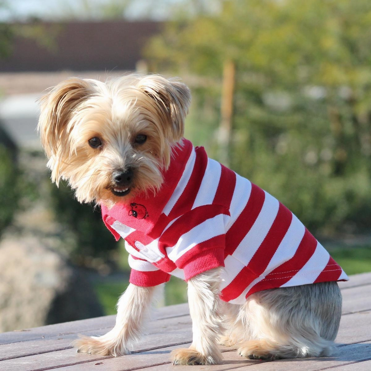 Striped Dog Polo Flame Scarlet Red/White 3XL