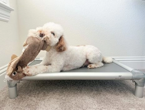 Tall Tails Stuffless Squirrel with Squeaker Rope Dog Toy