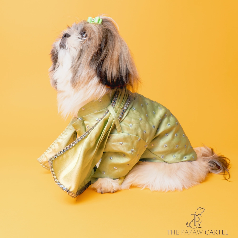 The Papaw Cartel Mirror Sherwani With Dupatta For Dogs (Chokos Green)