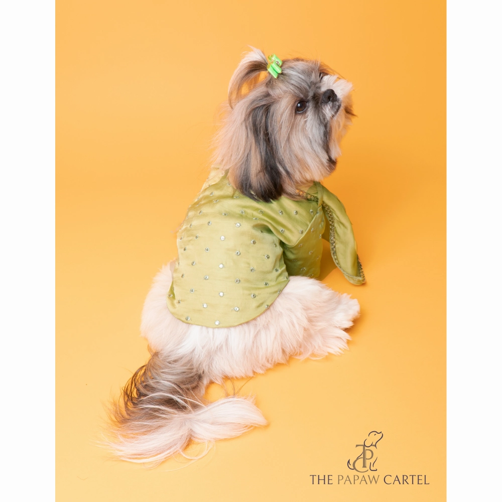 The Papaw Cartel Mirror Sherwani With Dupatta For Dogs (Chokos Green)
