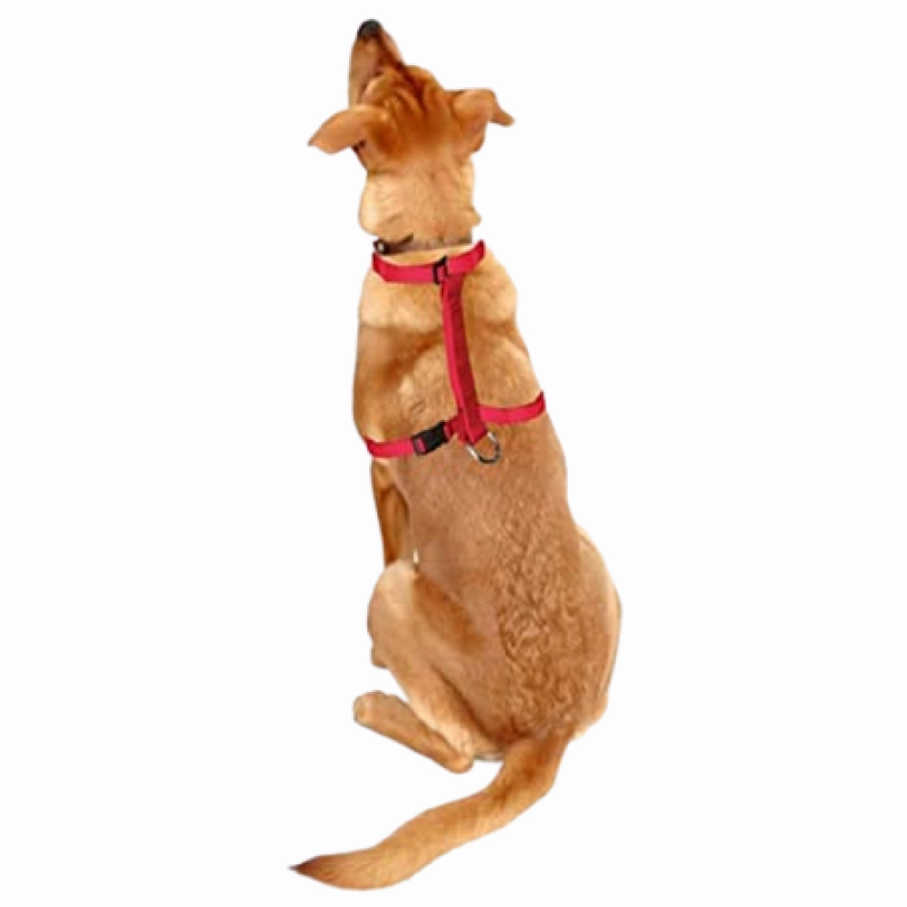 Trixie Classic H Harness, Lead Leash and Collar for Dogs Combo (Red) - L