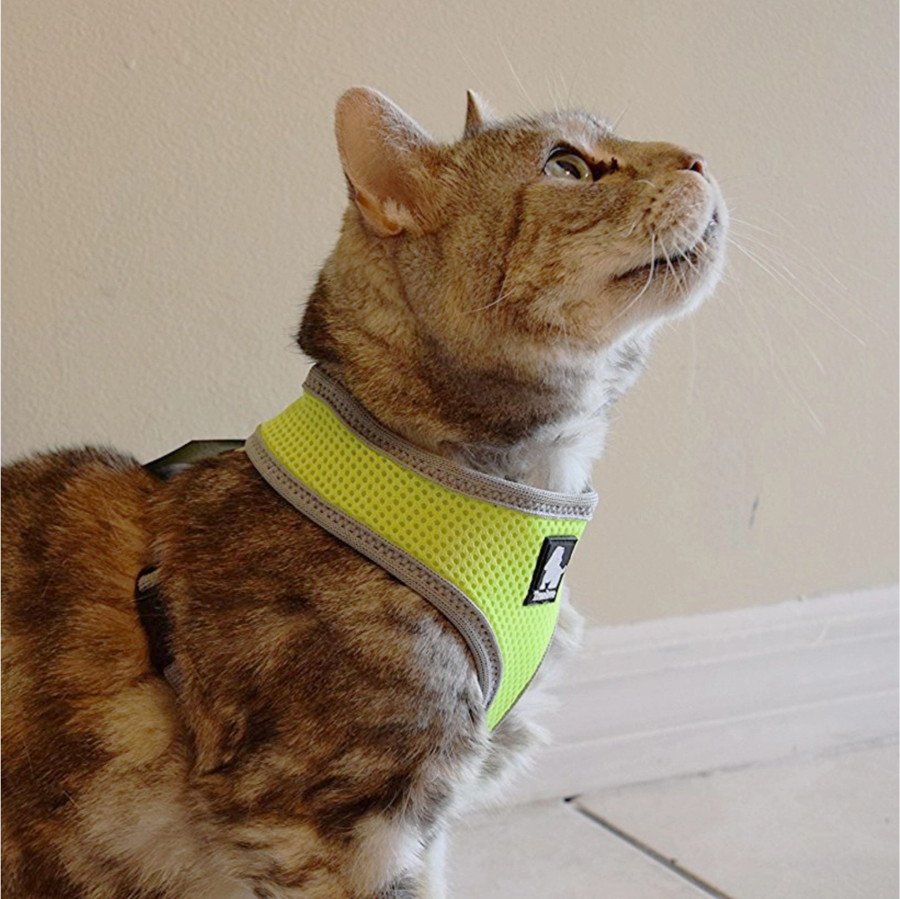 Truelove Harness for Cats and Small Dogs (Orange)