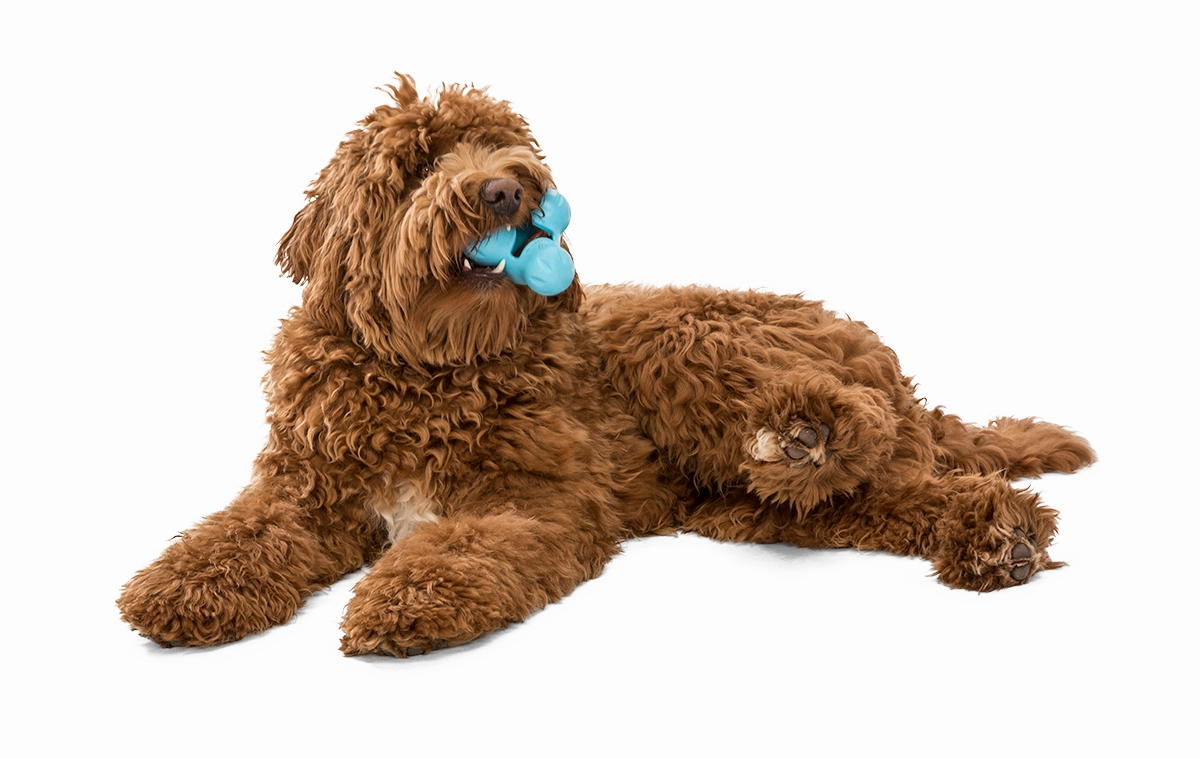 Tux Dog Treat Toy