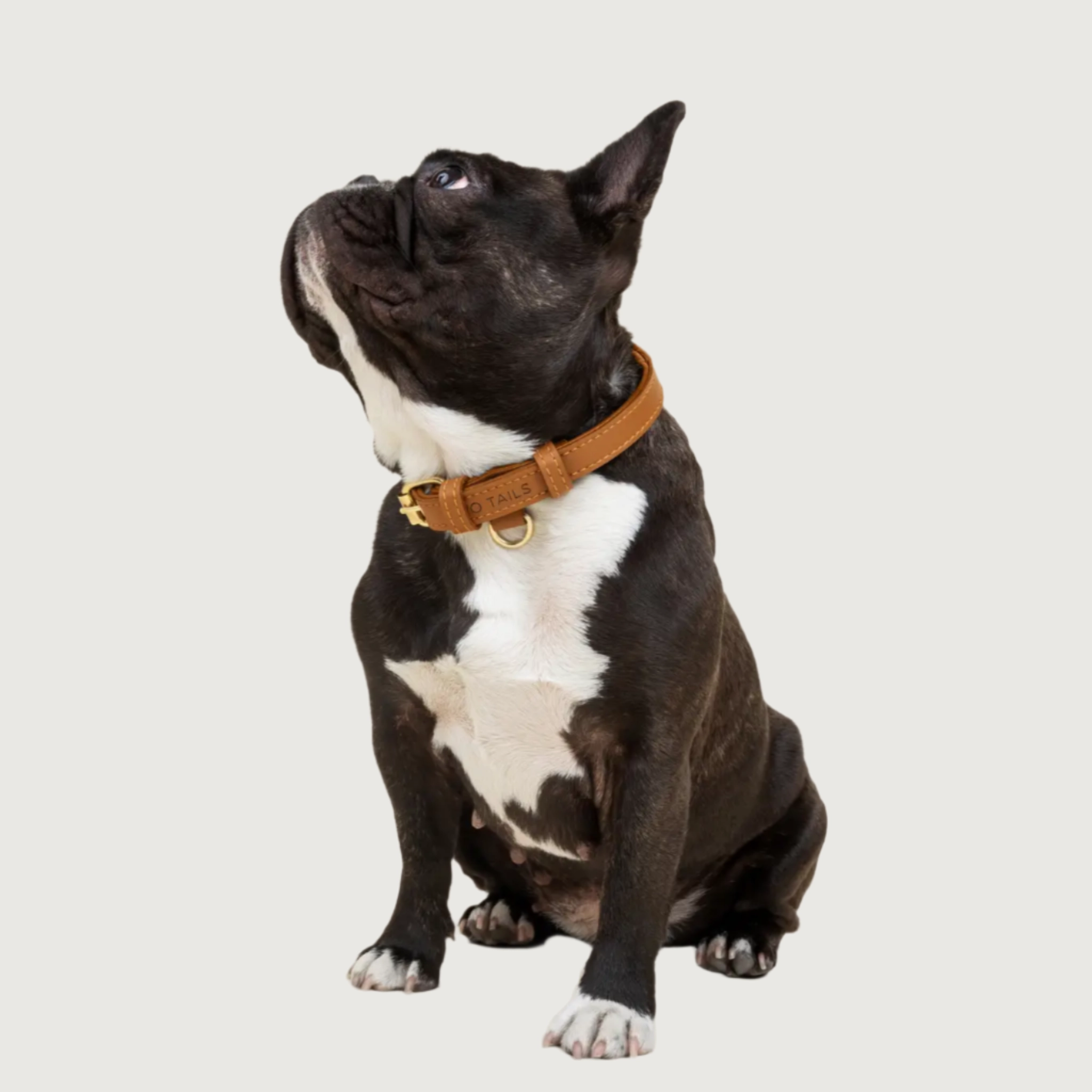 TWO TAILS PET COMPANY Cactus Leather Dog Collar - Caramel