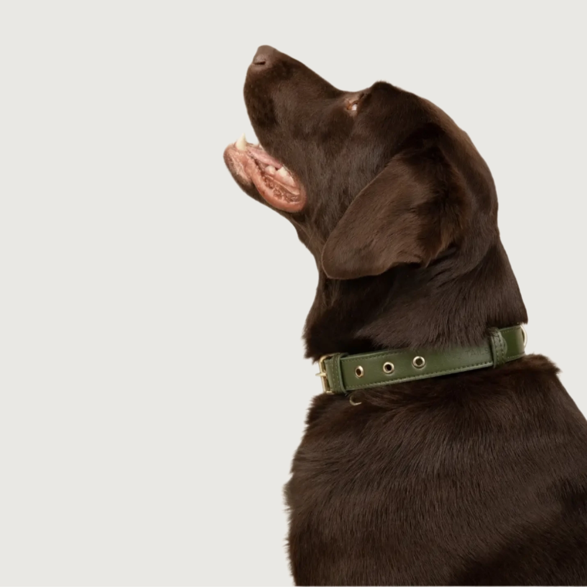 TWO TAILS PET COMPANY Cactus Leather Dog Collar - Green