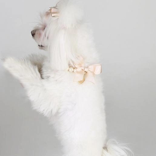 White Pearl Dog Collar