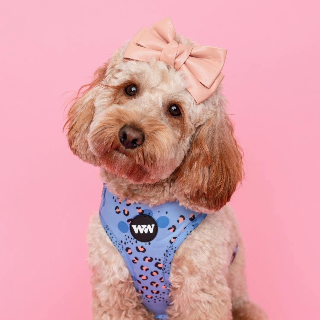 Wild Periwinkle Adjustable Dog Harness