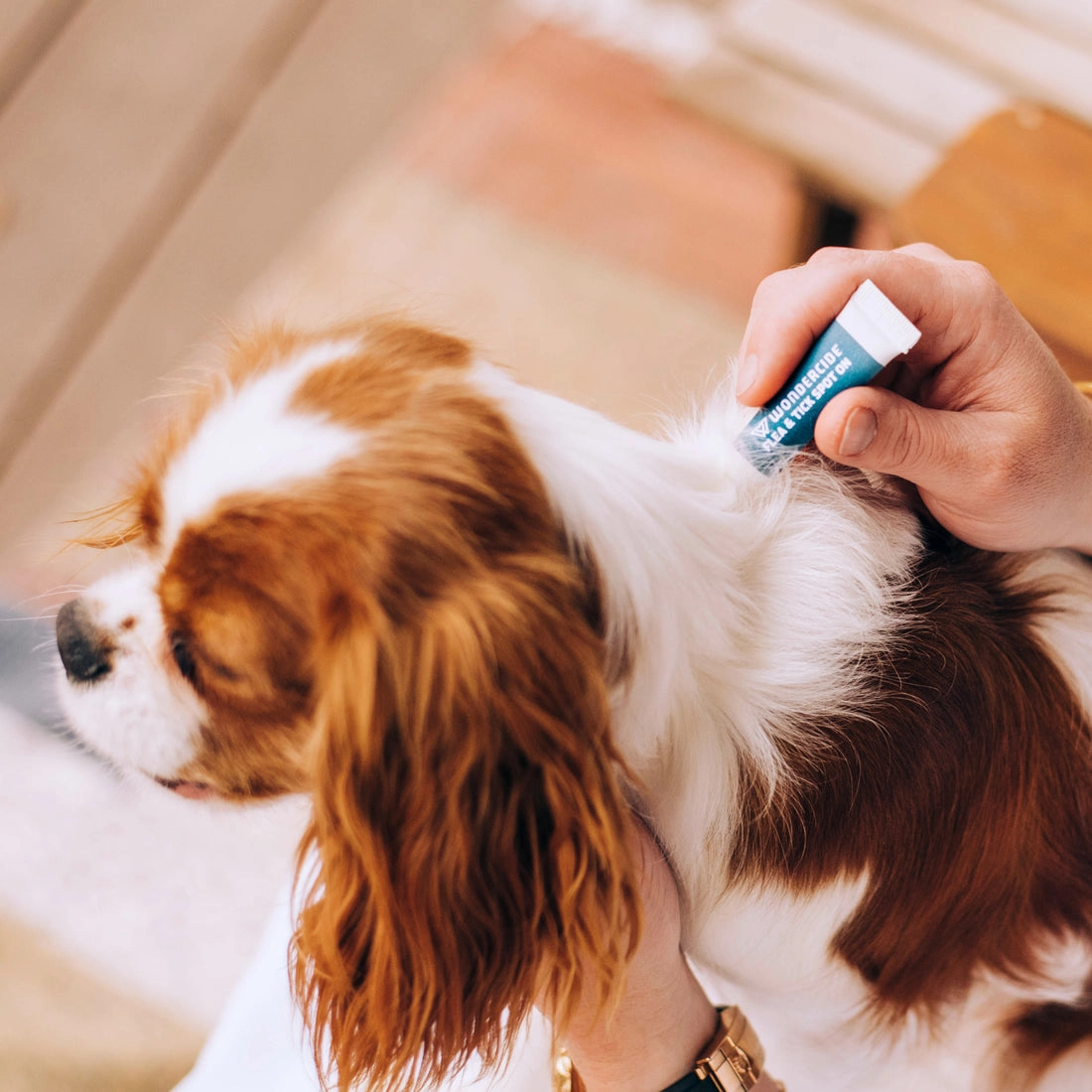 Wondercide Peppermint Flea and Tick Spot on For Dogs