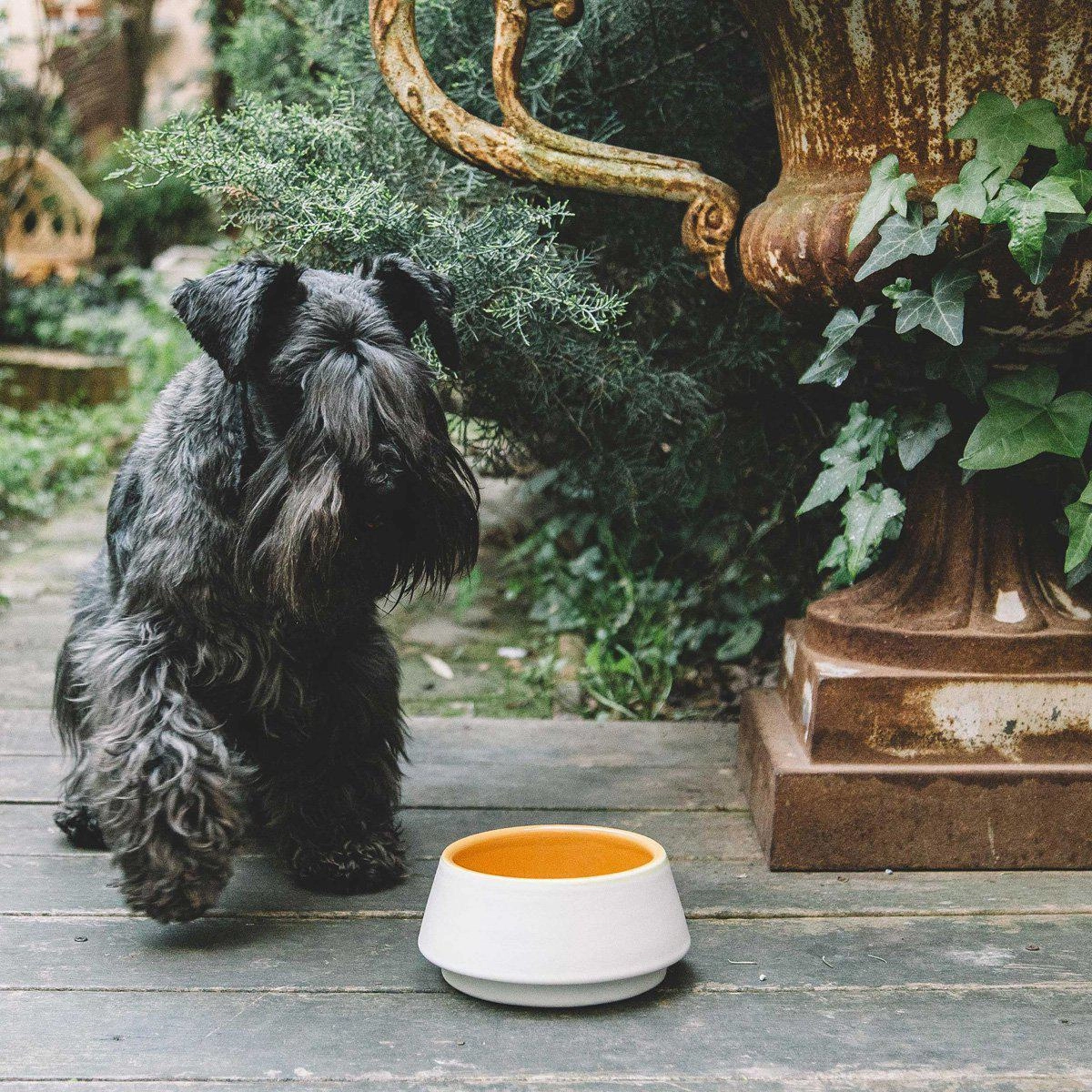 Yellow And Mommo Dog Water Bowl