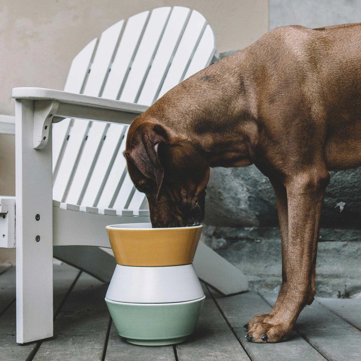 Yellow And Pappa Dog Food Bowl